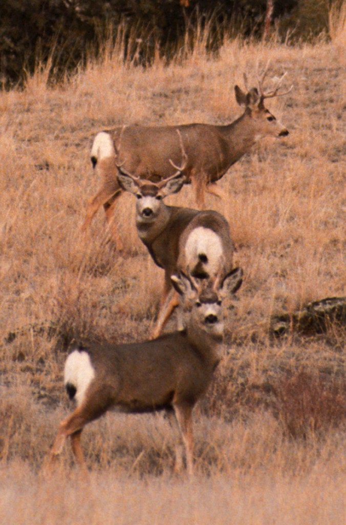 buck - Grey Cliffs Ranch